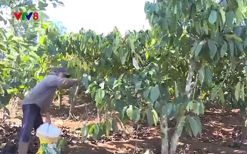 Giá phân bón cao nhất trong 50 năm qua