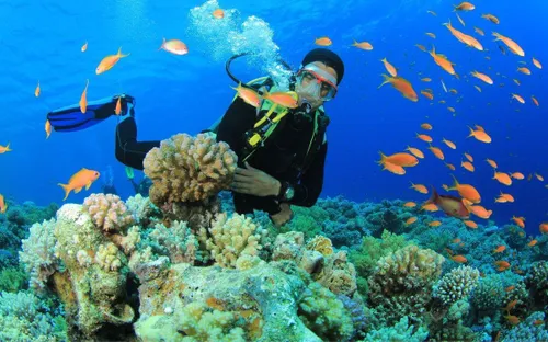 Kỳ thú cuộc sống trong lòng biển