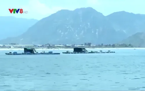 Ninh Thuận: Người dân tự di dời lồng bè khỏi khu vực biển Bình Sơn-Ninh Chữ