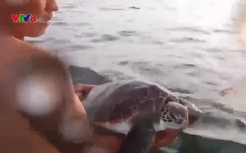 Quảng Ngãi: Thả rùa biển và khỉ đuôi lợn quý hiếm về tự nhiên