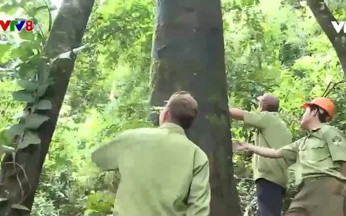 Rừng bị xâm hại vì thiếu nhân lực quản lý, bảo vệ rừng