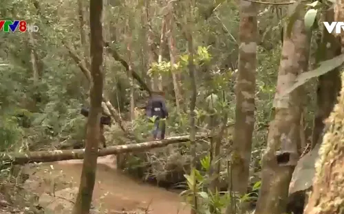 Vì sao không giữ chân được người giữ rừng ?