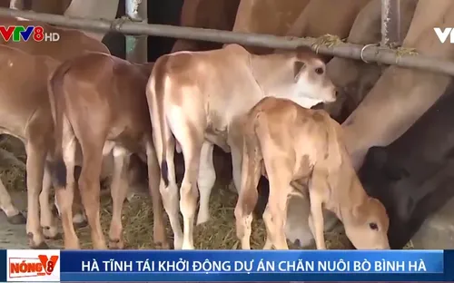Hà Tĩnh tái khởi động dự án chăn nuôi bò Bình Hà