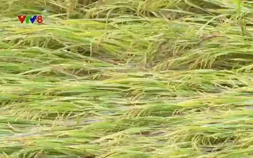 Gần 3000 ha lúa Đông Xuân bị thiệt hại do mưa lớn