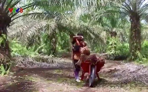 Nguy cơ thiếu dầu ăn trên thế giới