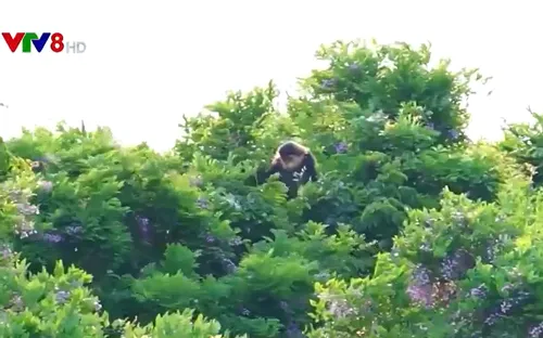 Sơn Trà vào mùa hoa thàn mát