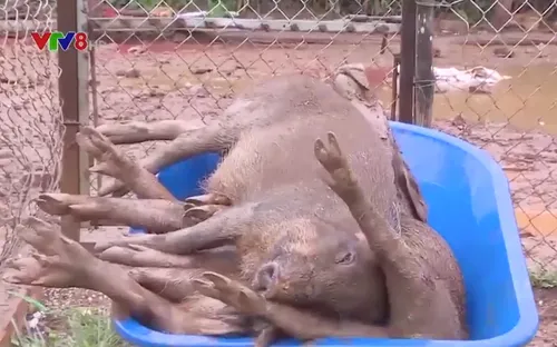 Đắk Nông tiêu hủy gần 500 con lợn mắc dịch tả lợn Châu Phi