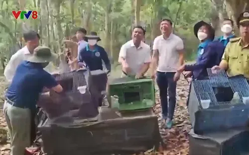 Thả hàng trăm cá thể động vật hoang dã về tự nhiên