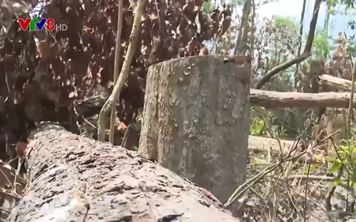 Đắk Nông: Nhiều cán bộ chỉ bị kiểm điểm vì để mất rừng