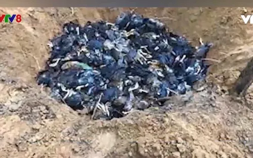 Xuất hiện dịch cúm gia cầm H5N1 tại tỉnh Quảng Trị