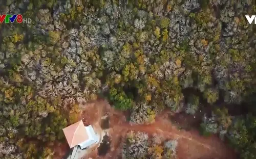 Thừa Thiên Huế: Giữ màu xanh của rừng ngập mặn nguyên sinh Rú Chá