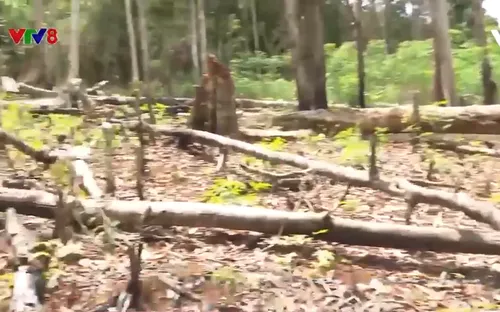 Kiểm điểm, xử lý vụ "mất tích" 15 ha rừng trồng ở Bình Định