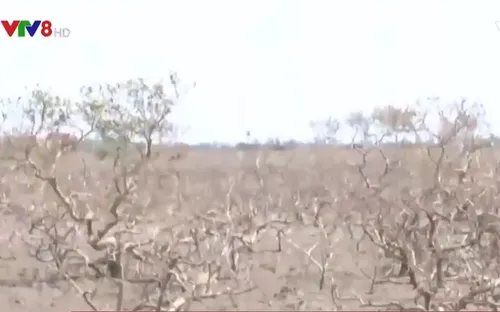 Hà Tĩnh: Hàng chục hecta rừng ngập mặn chết khô