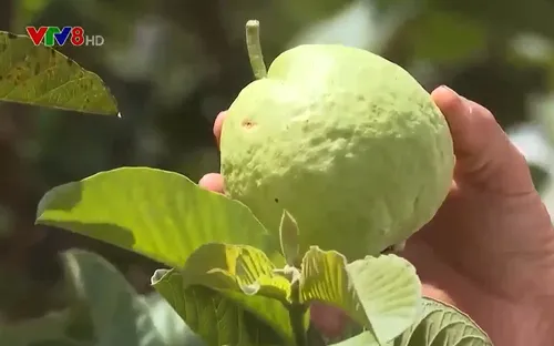 Làm gì để tiết kiệm nước tưới cho cây trồng