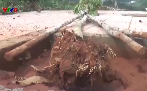 Đắk Nông: Thành phố Gia Nghĩa hàng loạt cây bằng lăng bật gốc