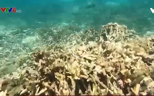 San hô gần bờ biển Nam Trung bộ suy giảm