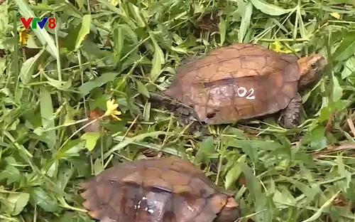 Một số giải pháp cấp bách quản lý động vật hoang dã