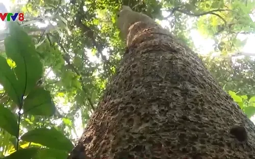 Kỳ vọng từ việc thí điểm bán tín chỉ cacbon rừng