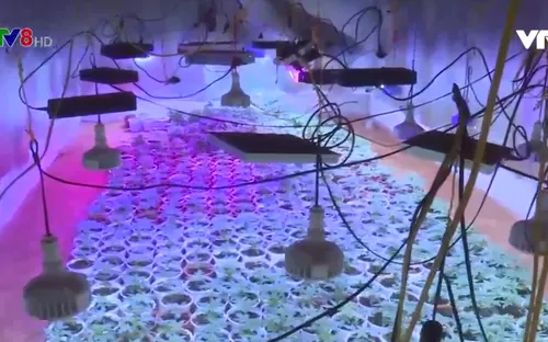 Đắk Lắk: Xét xử các đối tượng trong đường dây trồng cây cần sa