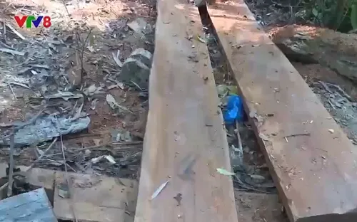 Vì sao rừng vẫn bị "chảy máu"?