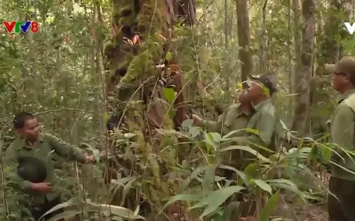 Rừng tự nhiên Tây Nguyên đang giảm mạnh