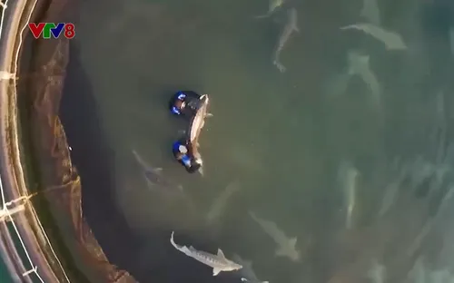 Nuôi cá tầm thương phẩm trên lòng hồ thủy điện