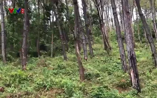 Điều tra vụ rừng thông lâu năm bị đầu độc bằng hóa chất