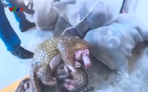 Tọa đàm truyền thông công tác xử lý tội phạm về động vật hoang dã