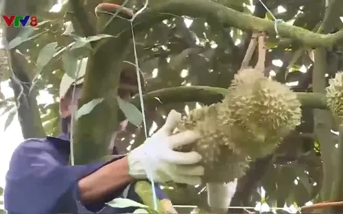 Sầu riêng Việt Nam được xuất khẩu chính ngạch sang Trung Quốc