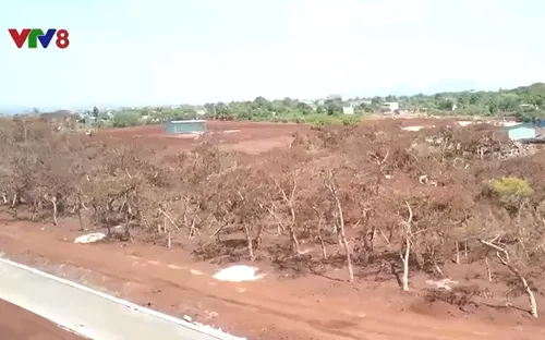 Hàng ngàn cây thông bị chết sau khi di thực