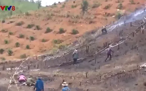 Biến đất rừng thành đất sản xuất