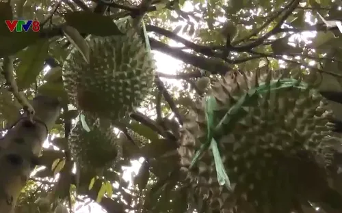 Sầu riêng Krông Păc với chiến lược phát triển thương hiệu