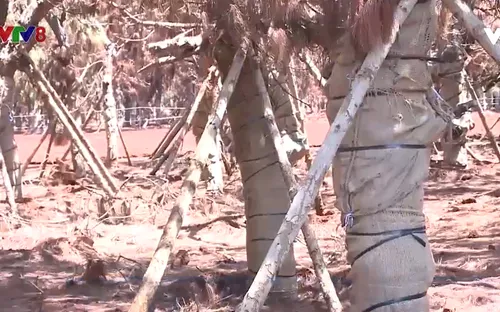 Gia Lai yêu cầu chấm dứt di thực rừng thông ở dự án sân golf Đắk Đoa