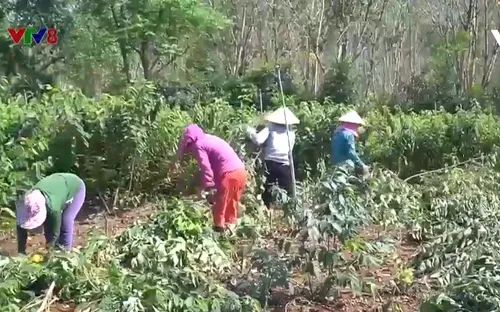 Phát triển sinh kế trên vùng đất chiến trường xưa