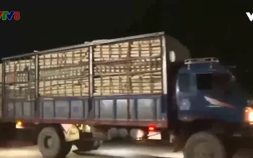 Quảng Ngãi: Bất an vì xe chở quá khổ quá tải