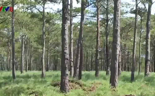 Đắk Nông hồi sinh những rừng thông