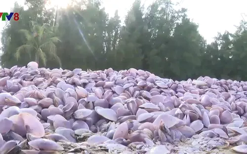 Ngao tự nhiên chết bất thường trôi dạt vào bờ biển Thanh Hóa