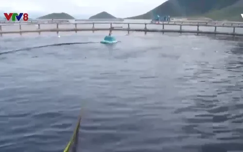 Ứng dụng công nghệ và vật liệu mới để phát triển nuôi biển bền vững