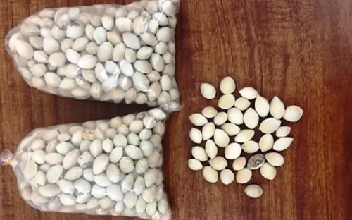 Lừa bán bạch quả chữa bệnh, chiếm đoạt 300 triệu đồng