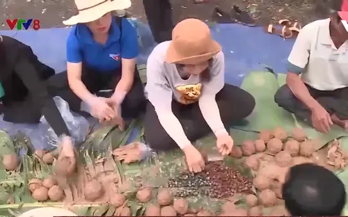 Đắk Lắk khôi phục rừng từ bom hạt giống