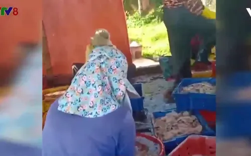 Bình Định xử phạt các cơ sở chế biến mực xà gây ô nhiễm