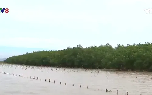 Thanh Hóa: Hiệu quả từ dự án rừng ngập mặn