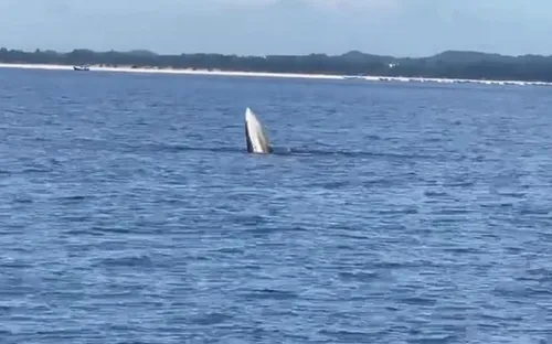 Cá voi xuất hiện gần đảo Vĩnh Thực, Quảng Ninh