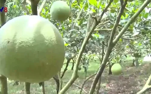 Hiệu quả mô hình HTX liên kết sản xuất và tiêu thụ sản phẩm