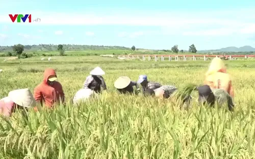 Hiệu quả từ mô hình khai hoang đất, chia ruộng cho người nghèo