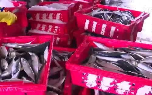 Ngư dân phấn khởi vươn khơi sau thời gian nằm bờ