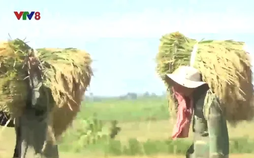 Phú Yên: Khai hoang đất, chia ruộng làm lúa nước cho người nghèo