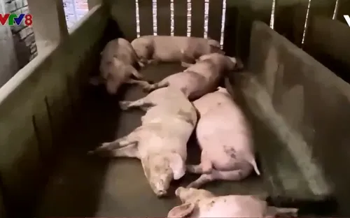 Lợn chết sau khi tiêm vắc xin dịch tả lợn Châu Phi