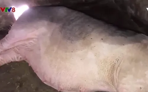 Lợn chết hàng loạt sau khi tiêm ngừa tả lợn Châu Phi