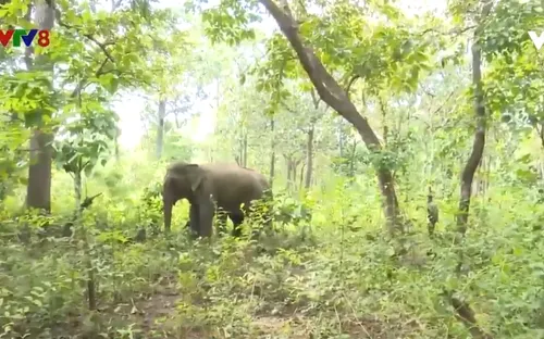 Bảo tồn voi ở Đắk Lắk còn nhiều thách thức